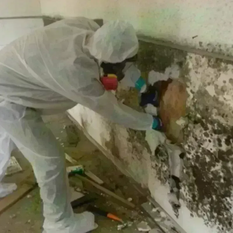 Mold Remediation and Removal in Kinder, LA